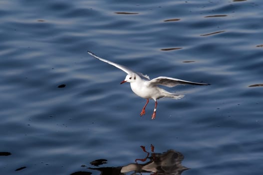 flying gull - splashdown