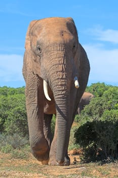 Elephants in the African bush
