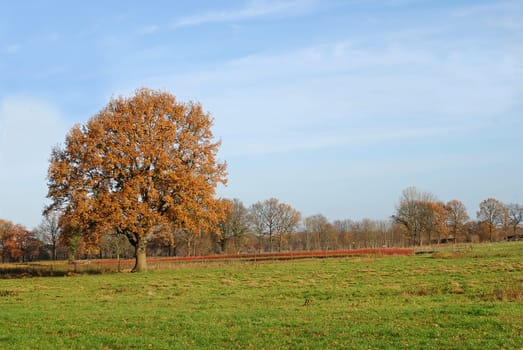 oak