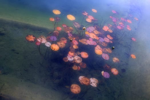 Water lilies