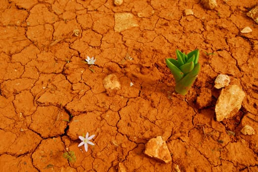 Parched earth on Comino
