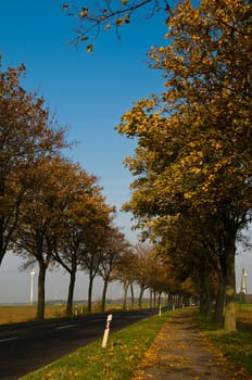 autumnal colorful avenue in sunshine