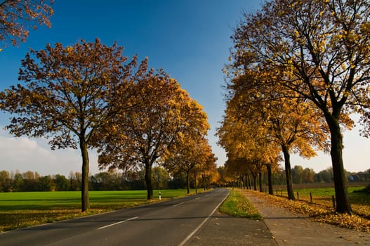 autumnal colorful avenue in sunshine