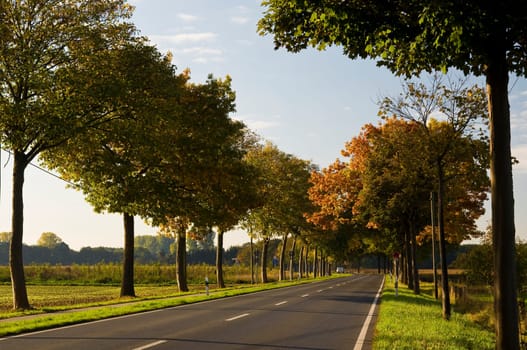 autumnal colorful avenue in sunshine