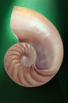 Nautilus spiral shell section