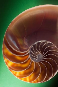 Nautilus spiral shell section