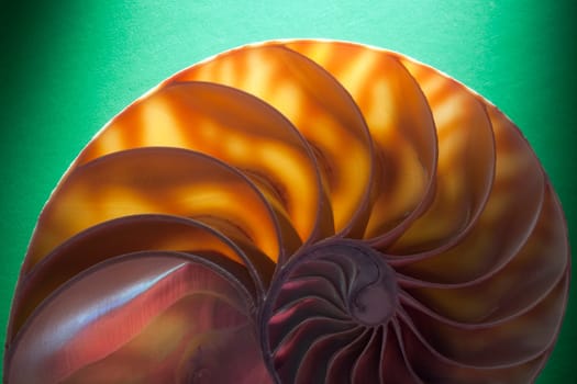 Nautilus spiral shell section
