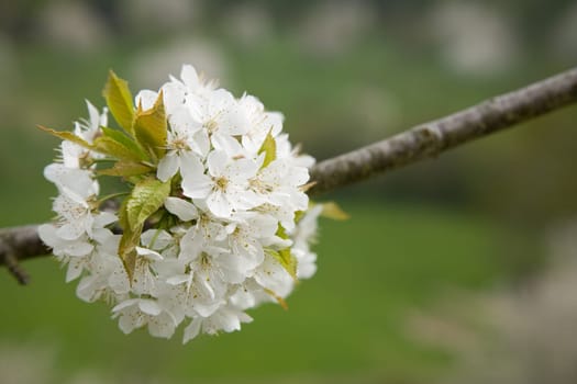 Blossoms Apple Tree