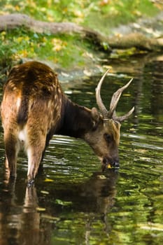 Male Philippine spotted deer drinking
