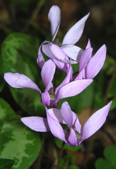 Cyclamen