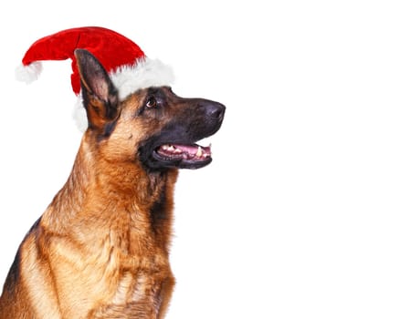 cute german shepard wearing a classic santa claus cap isolated on white background