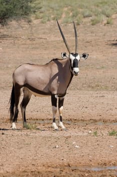Gemsbok