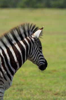 Zebra close up