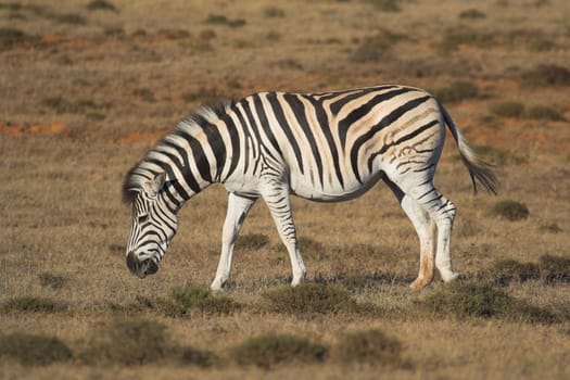 Zebra Feeding