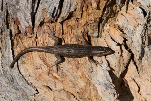 sunning lizard