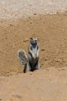 Squirrel scout