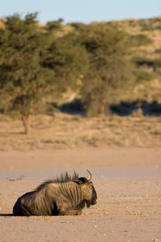 Black Wildebeest