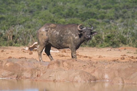 Muddy Buffalo