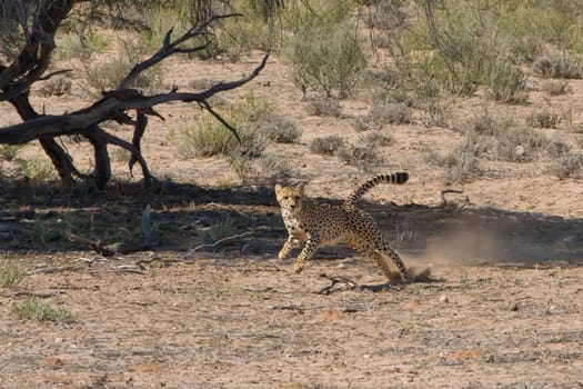 Cheetah Chase