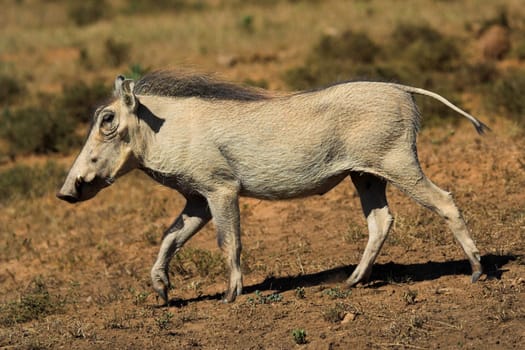 Warthog Running