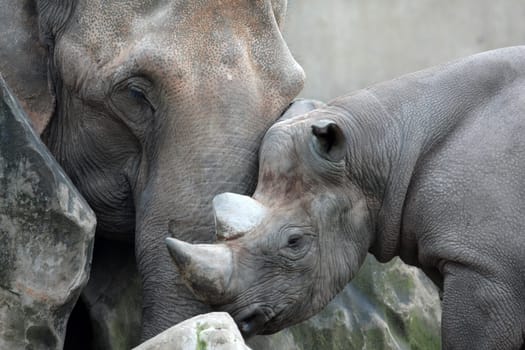 Unusual friendship
