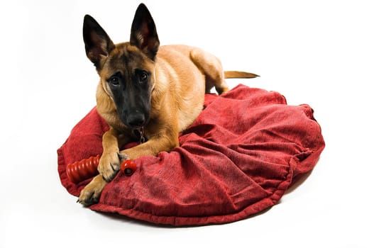 Malinois on red cushion