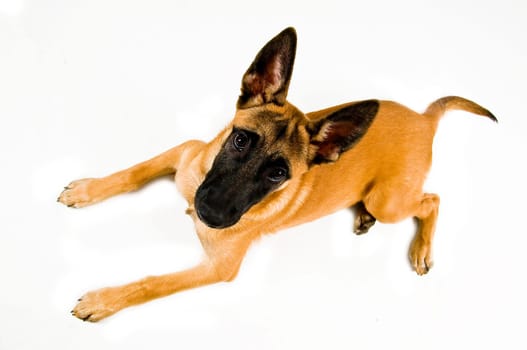 Malinois puppy against white background