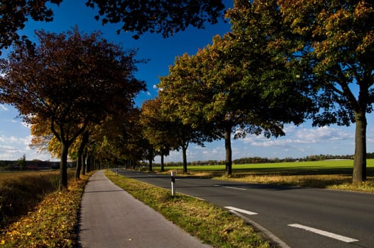 autumnal colorful avenue in sunshine