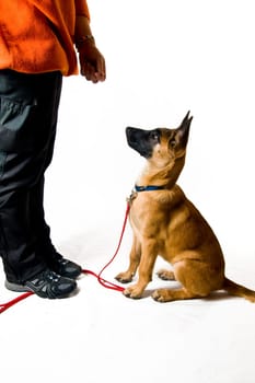 Dog Training,Chair