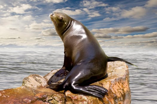Seal wd328
