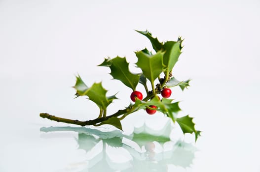 Ilex branch with mirroring