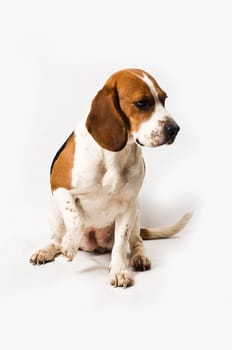 Beagle on white background
