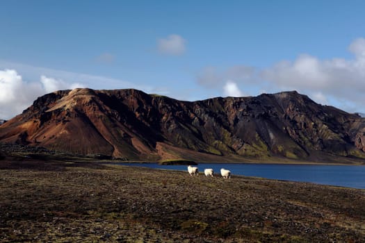 Sheep in Iceland
