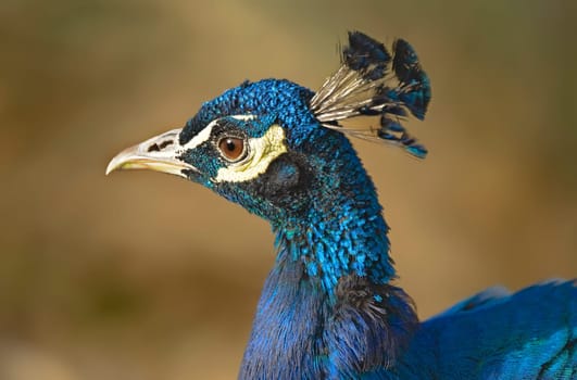 Peacock portrait