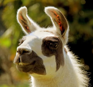 Lama