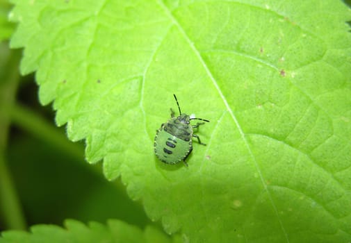Young stink bug on green leaf