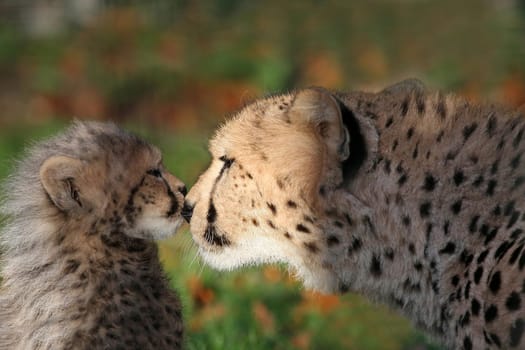 Affection