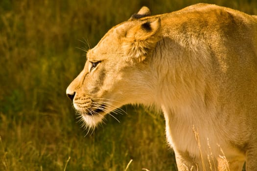 Lion wd325
