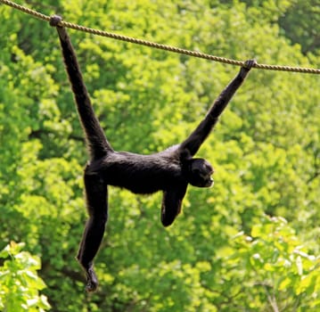 Ateles fusciceps robustus The prehensile tail – the 5th hand