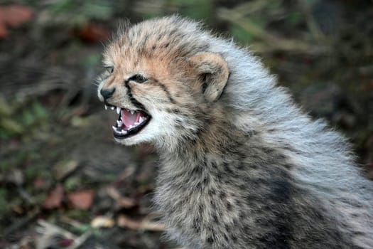 Young Cheetah