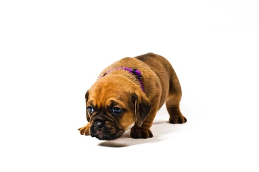 Puggle puppies,3.5 weeks