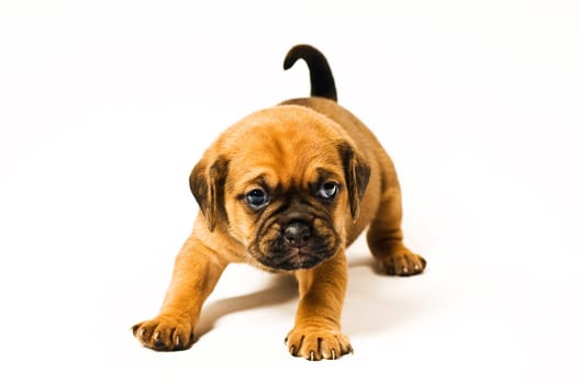 Puggle puppies at 3.5 weeks on white background