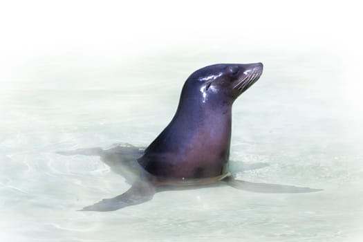 Seal wd331