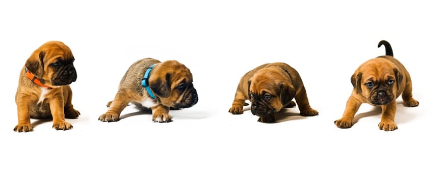 Puggle puppy at 3.5 weeks on white background