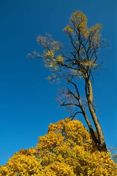 Trees in autumn