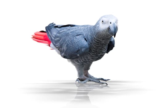 Bird WD336