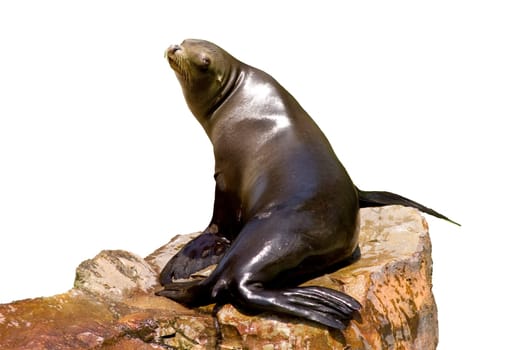 Seal wd327