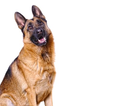 german shepard isolated on white