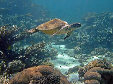 Sea turtle