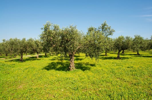 Olive grove in Sicily